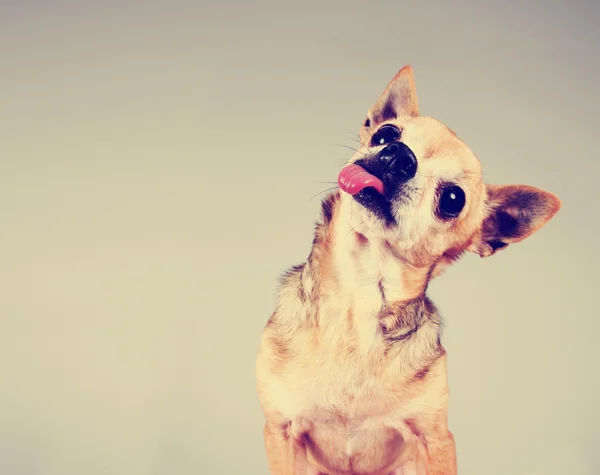 Chihuahua auf grauem Hintergrund — Stockfoto