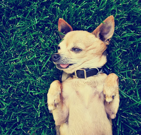 Chihuahua na grama verde — Fotografia de Stock