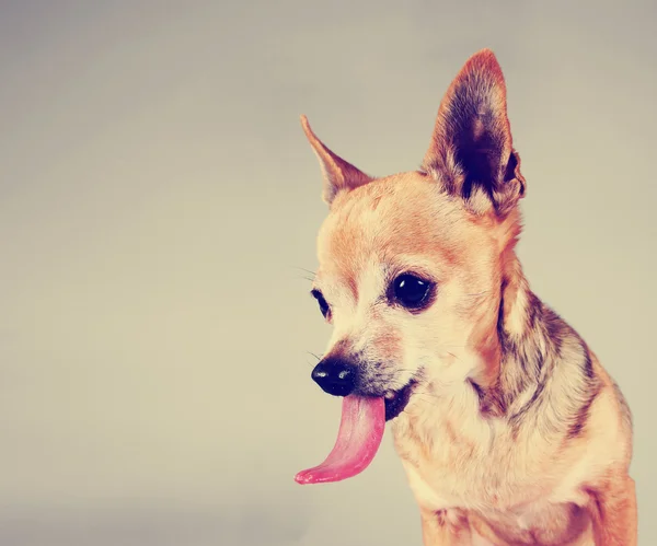 Chihuahua em fundo cinza — Fotografia de Stock