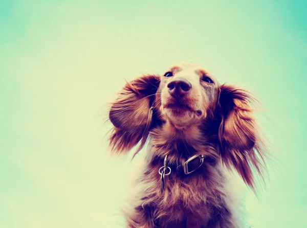 Minyatür uzun saçlı dachshund — Stok fotoğraf