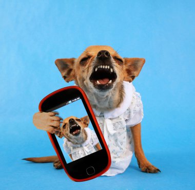 Chihuahua selfie alarak elbiseli