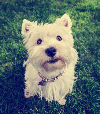 Batı highland terrier
