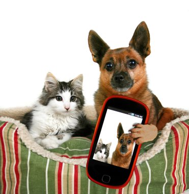 köpek ve kedi selfie alarak