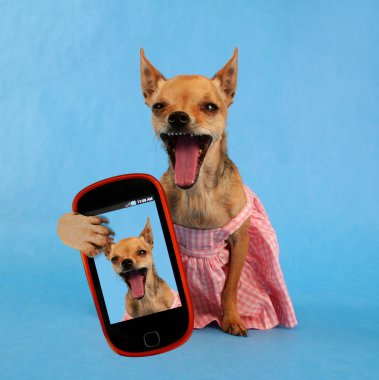 şirin chihuahua alarak selfie