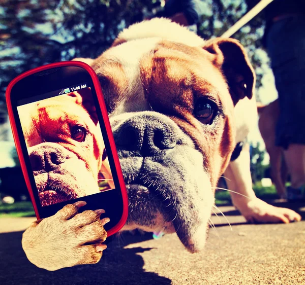 Bulldogge macht Selfie mit Kamera — Stockfoto