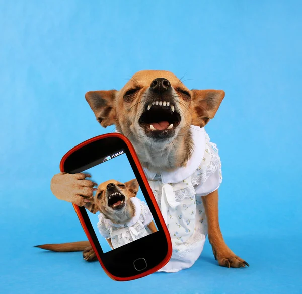 Chihuahua em vestido tomando selfie — Fotografia de Stock