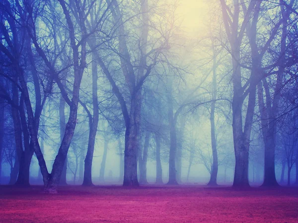 Foresta nebbiosa durante l'autunno — Foto Stock