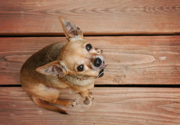 Bystry chihuahua siedzi na pokładzie — Zdjęcie stockowe