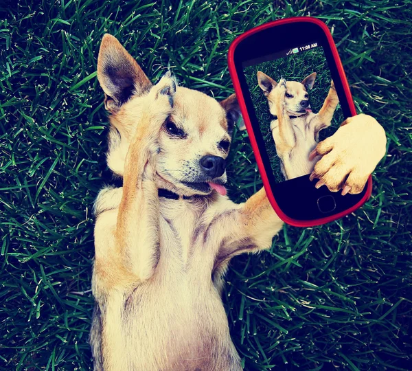 Chihuahua im Gras macht Selfie — Stockfoto