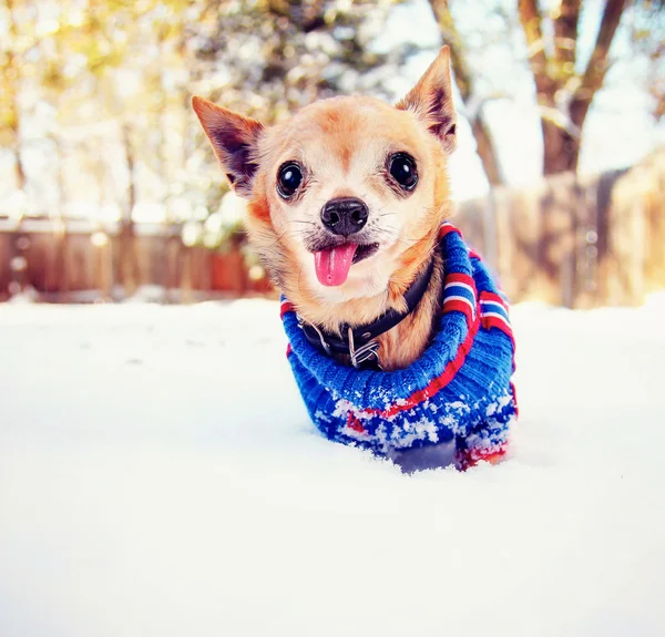 Chihuahua in snow wearing sweater — Stock Photo, Image