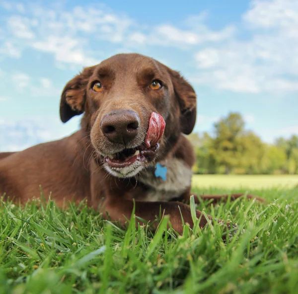 Chocolate lab licking his snout — Stock Photo, Image