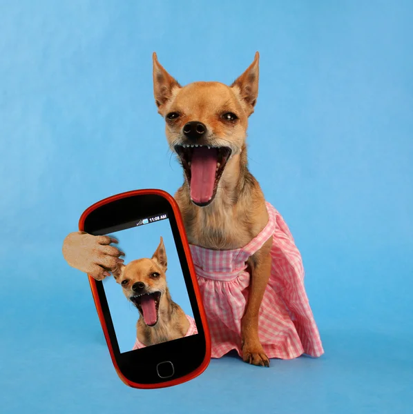 Şirin chihuahua alarak selfie — Stok fotoğraf