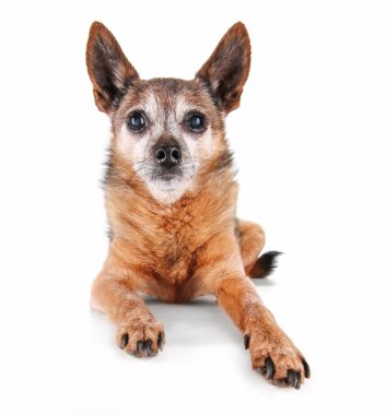 Chihuahua beyaz zemin üzerine
