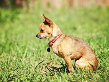 sevimli köpek yerel park