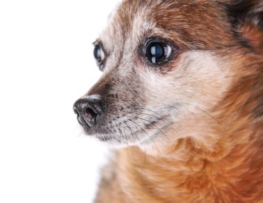 Chihuahua beyaz zemin üzerine