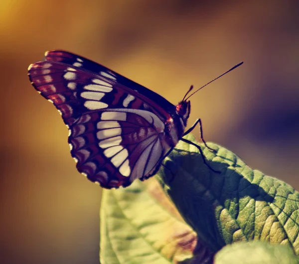 Bela borboleta em flor selvagem — Fotografia de Stock