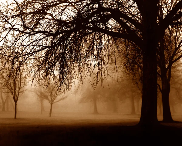 Drzewo w gęsty las mglisty — Zdjęcie stockowe