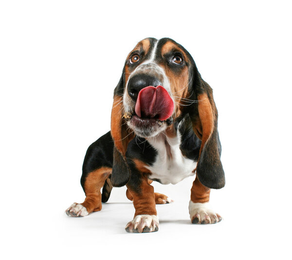 Basset hound licking his snout