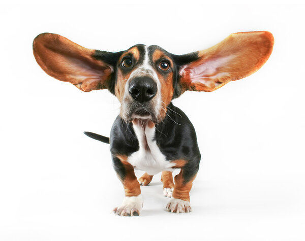 Basset hound with ears flying