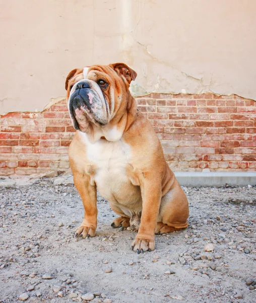 Bulldog en un callejón — Foto de Stock