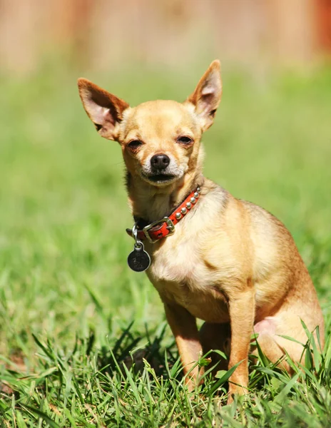 Cão bonito no parque local — Fotografia de Stock