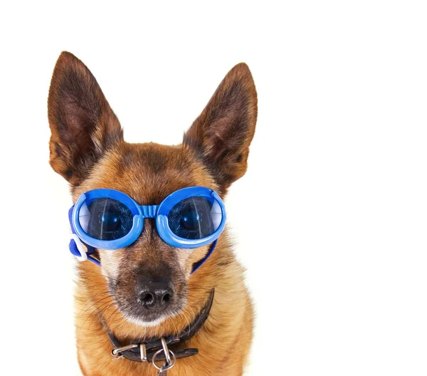 Small chihuahua with goggles — Stock Photo, Image