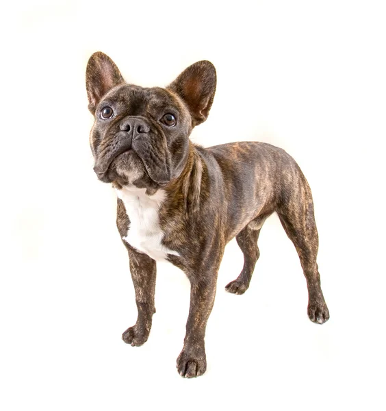 French bulldog on white background — Stock Photo, Image