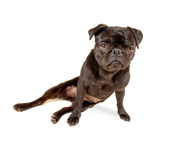 Pug hond op witte achtergrond — Stockfoto