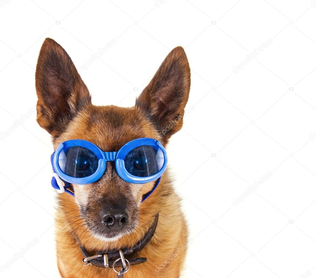 Small chihuahua with goggles