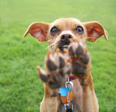 야외에서 즐기는 귀여운 치와와