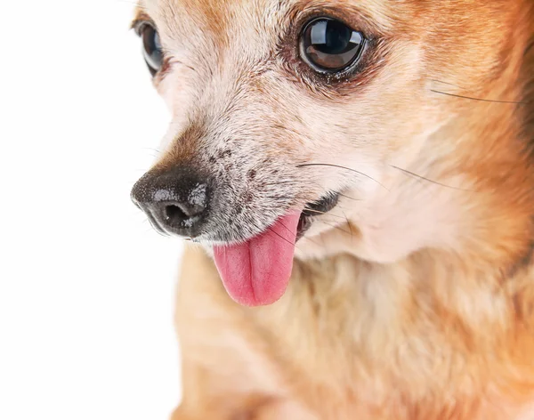 Carino chihuahua minuscolo — Foto Stock