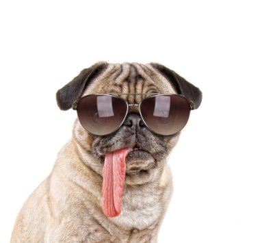 Pug köpek üzerinde güneş gözlüklü