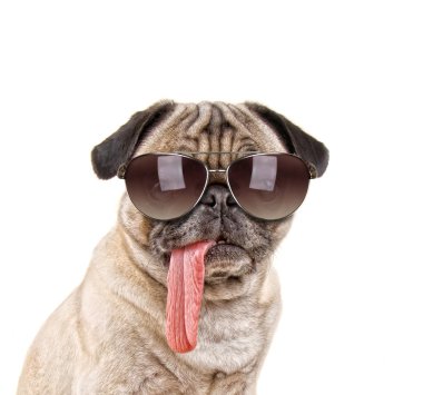 Pug dog with sunglasses on clipart