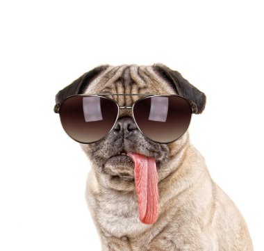 Pug köpek üzerinde güneş gözlüklü