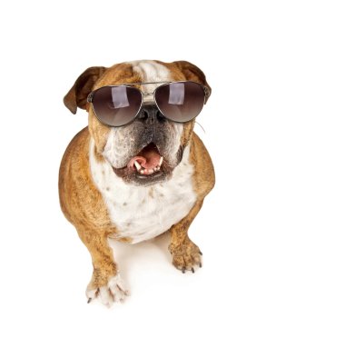 Bulldog üzerinde güneş gözlüklü