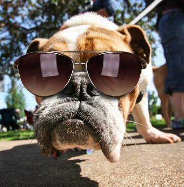 Bulldog üzerinde güneş gözlüklü