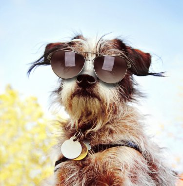 Güneş gözlüğü ile Chihuahua korkunç karıştırın