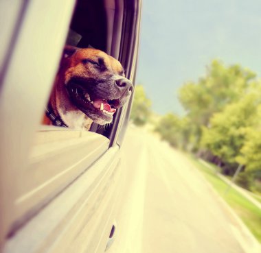 Pitbul arabaya binme