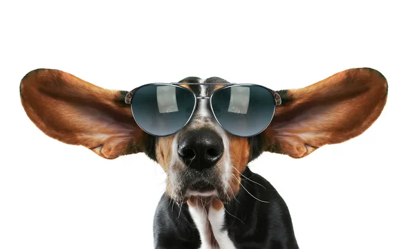 Chien de Basset avec des lunettes de soleil — Photo