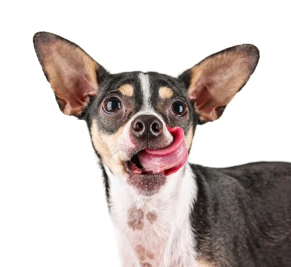Cute rat terrier chihuahua mix — Stock Photo, Image