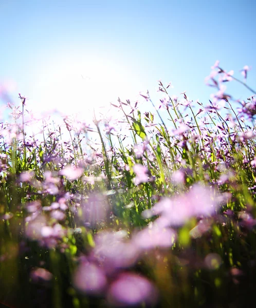 きれいなピンクの野生の花 — ストック写真