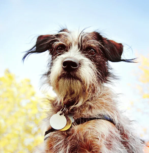 Cute chihuahua terrier mix — Stock Photo, Image