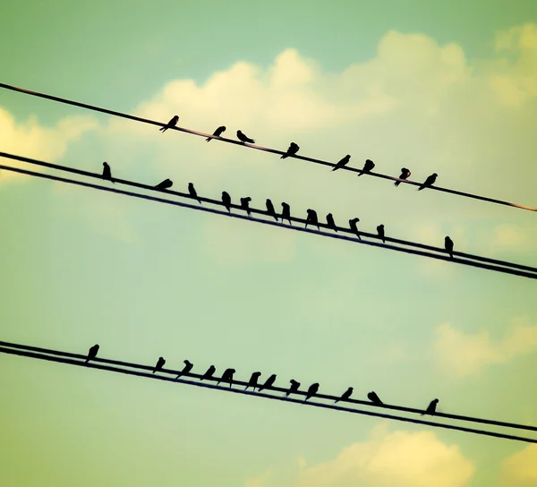 Птицы на проводах — стоковое фото