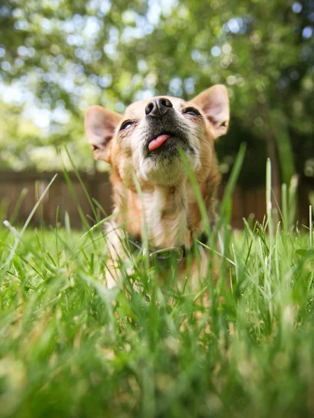 Gökyüzüne bakarken Chihuahua — Stok fotoğraf