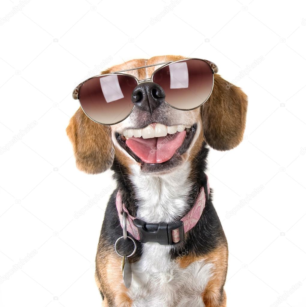 beagle with sunglasses