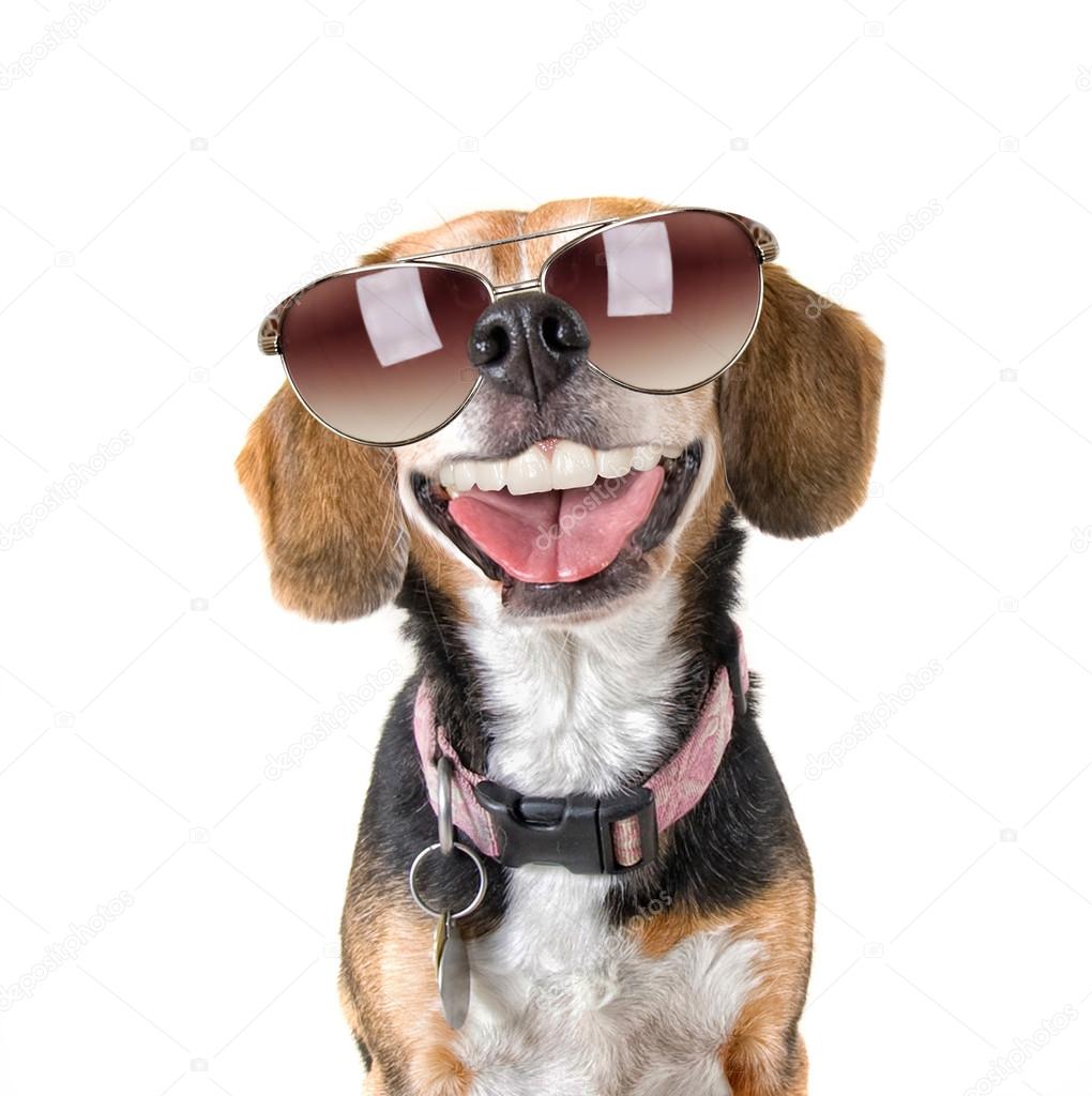 Beagle with sunglasses on