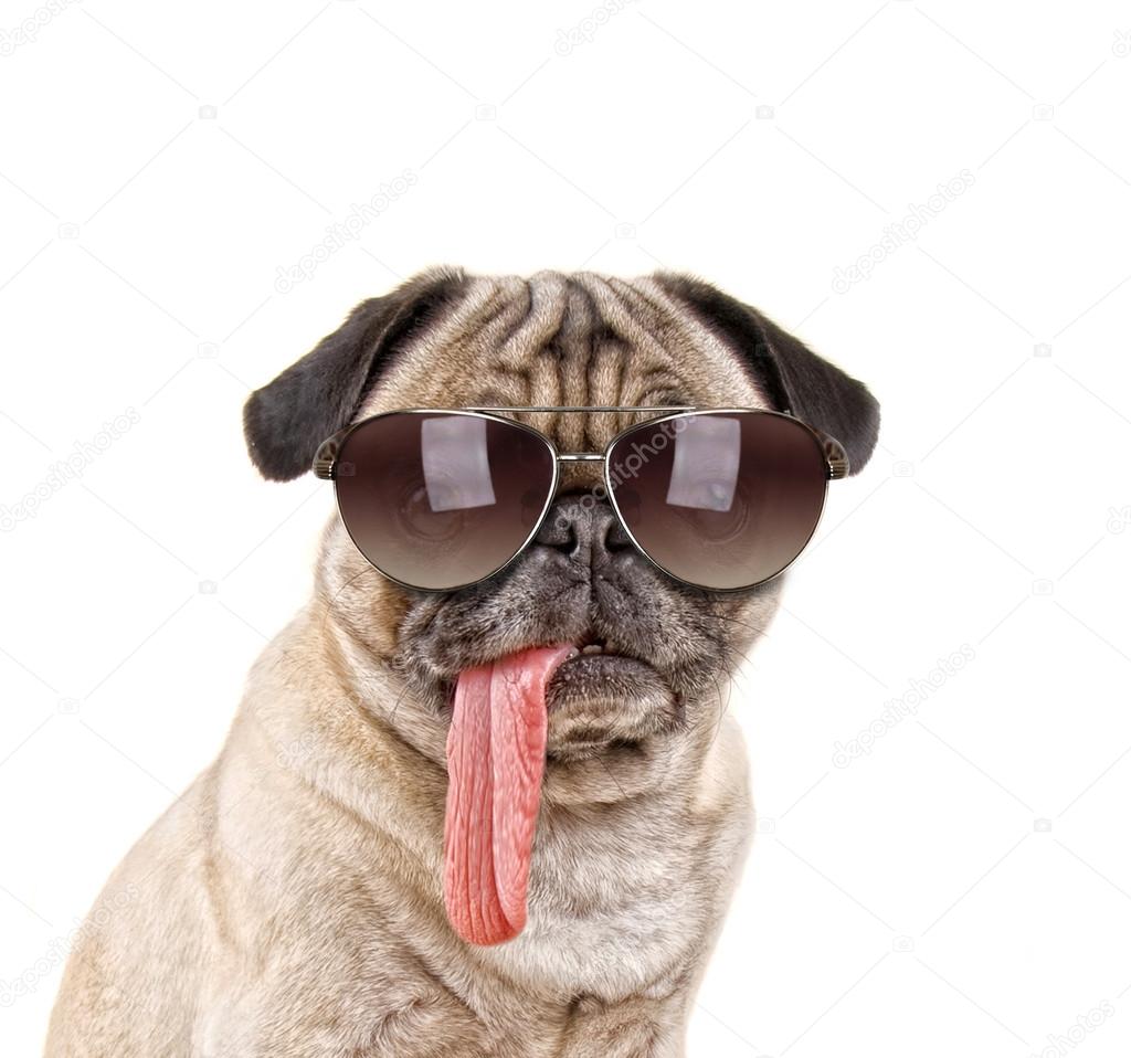 Pug dog with sunglasses on