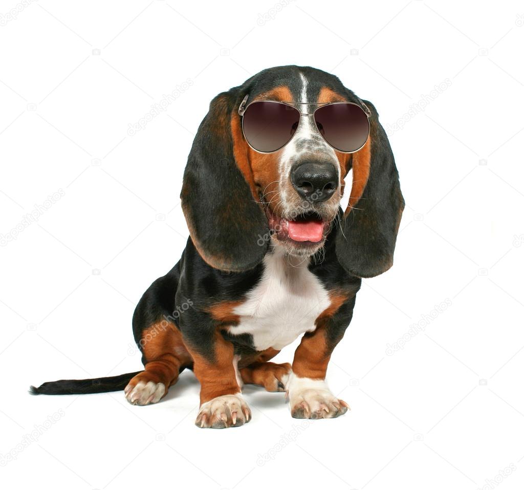 Basset hound with sunglasses on