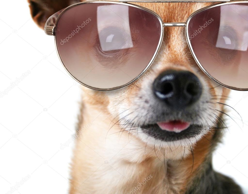 Chihuahua con lentes clearance