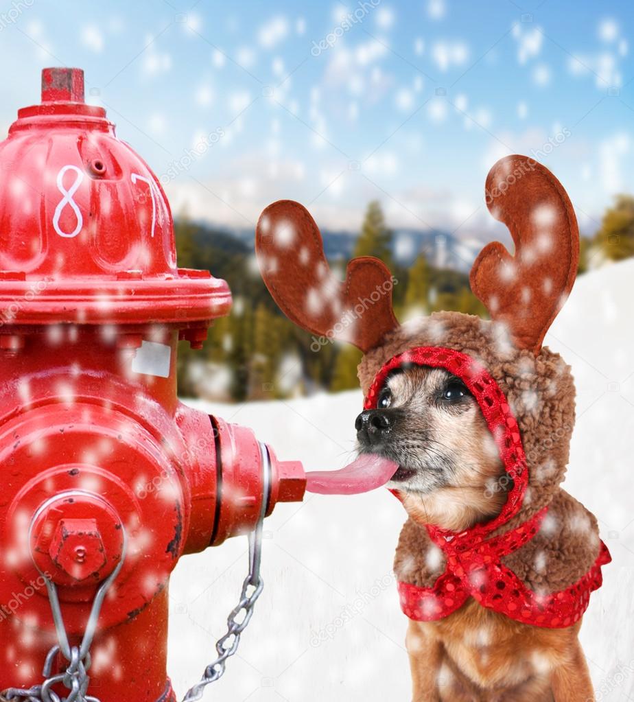 Chihuahua licking a fire hydrant